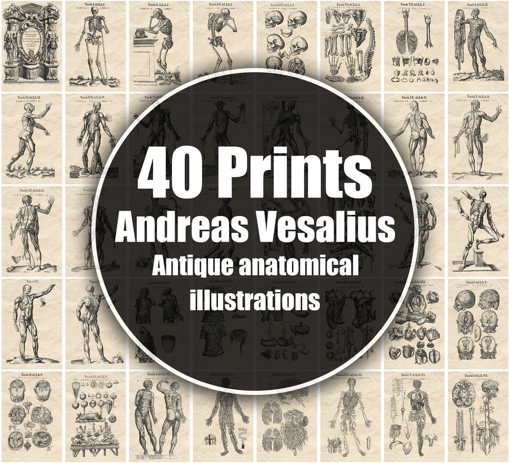 Geschenk: Antike Anatomie Bundle - Vesalius