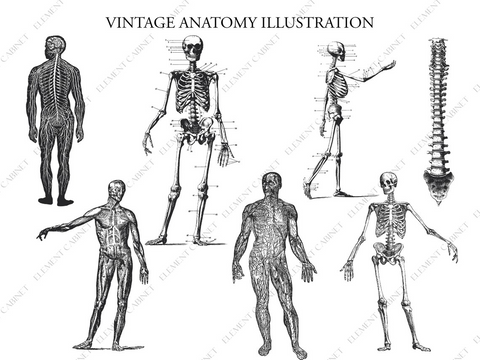 Geschenk: Anatomie Illustration Bundle - Clipart | Vintage