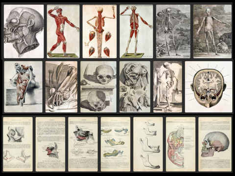 Geschenk: 780 Anatomie Illustrationen - Vintage