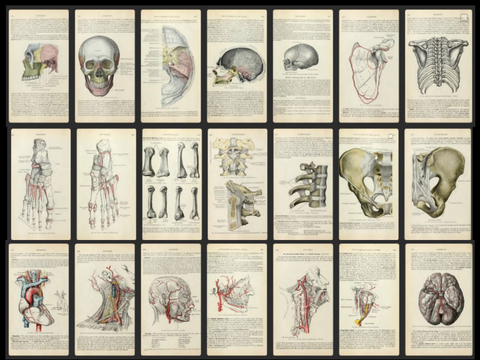 Geschenk: 780 Anatomie Illustrationen - Vintage