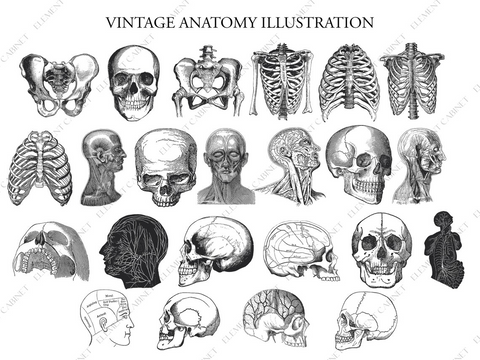 Geschenk: Anatomie Illustration Bundle - Clipart | Vintage