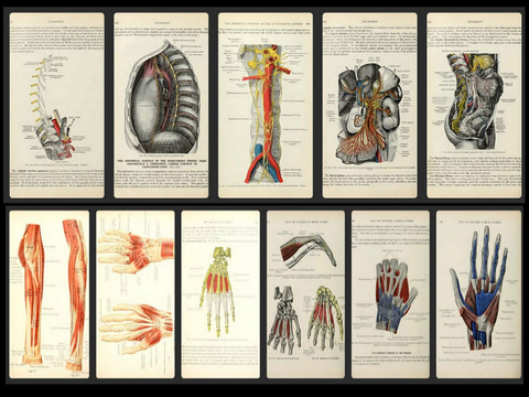 Geschenk: 780 Anatomie Illustrationen - Vintage