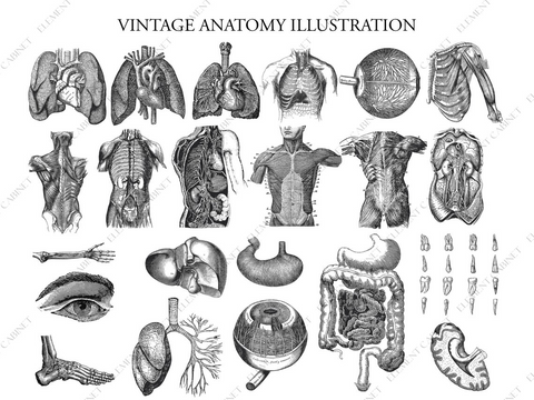 Geschenk: Anatomie Illustration Bundle - Clipart | Vintage