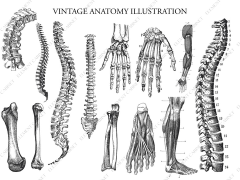 Geschenk: Anatomie Illustration Bundle - Clipart | Vintage