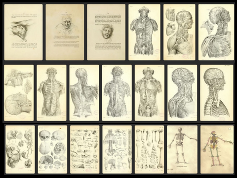 Geschenk: 780 Anatomie Illustrationen - Vintage