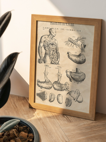 Geschenk: Antike Anatomie Bundle - Vesalius