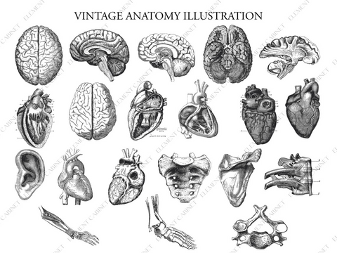 Geschenk: Anatomie Illustration Bundle - Clipart | Vintage