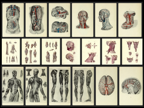 Geschenk: 780 Anatomie Illustrationen - Vintage