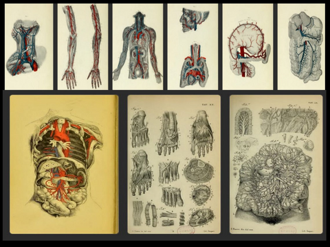 Geschenk: 780 Anatomie Illustrationen - Vintage