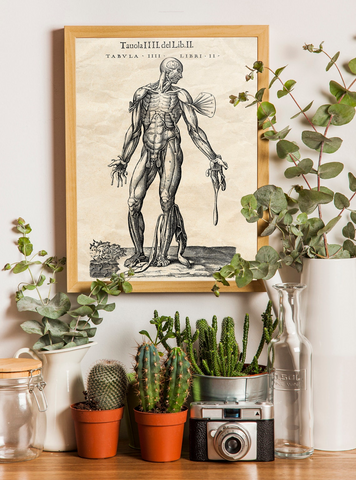 Geschenk: Antike Anatomie Bundle - Vesalius