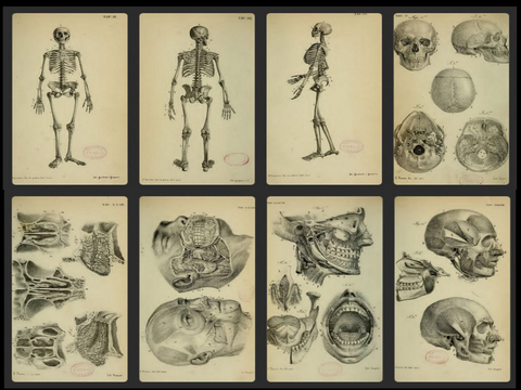 Geschenk: 780 Anatomie Illustrationen - Vintage