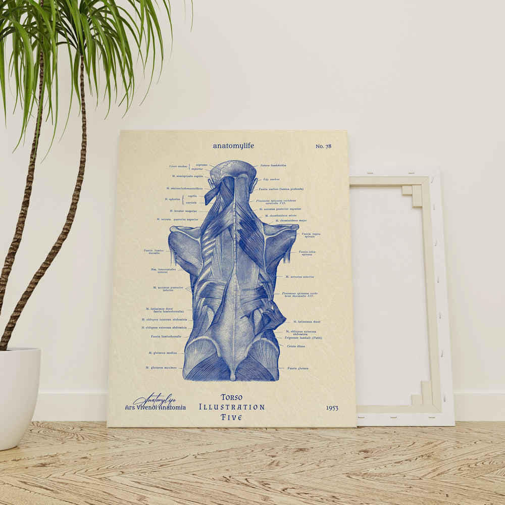 Torso - Illustration No. 5 - Classic Style