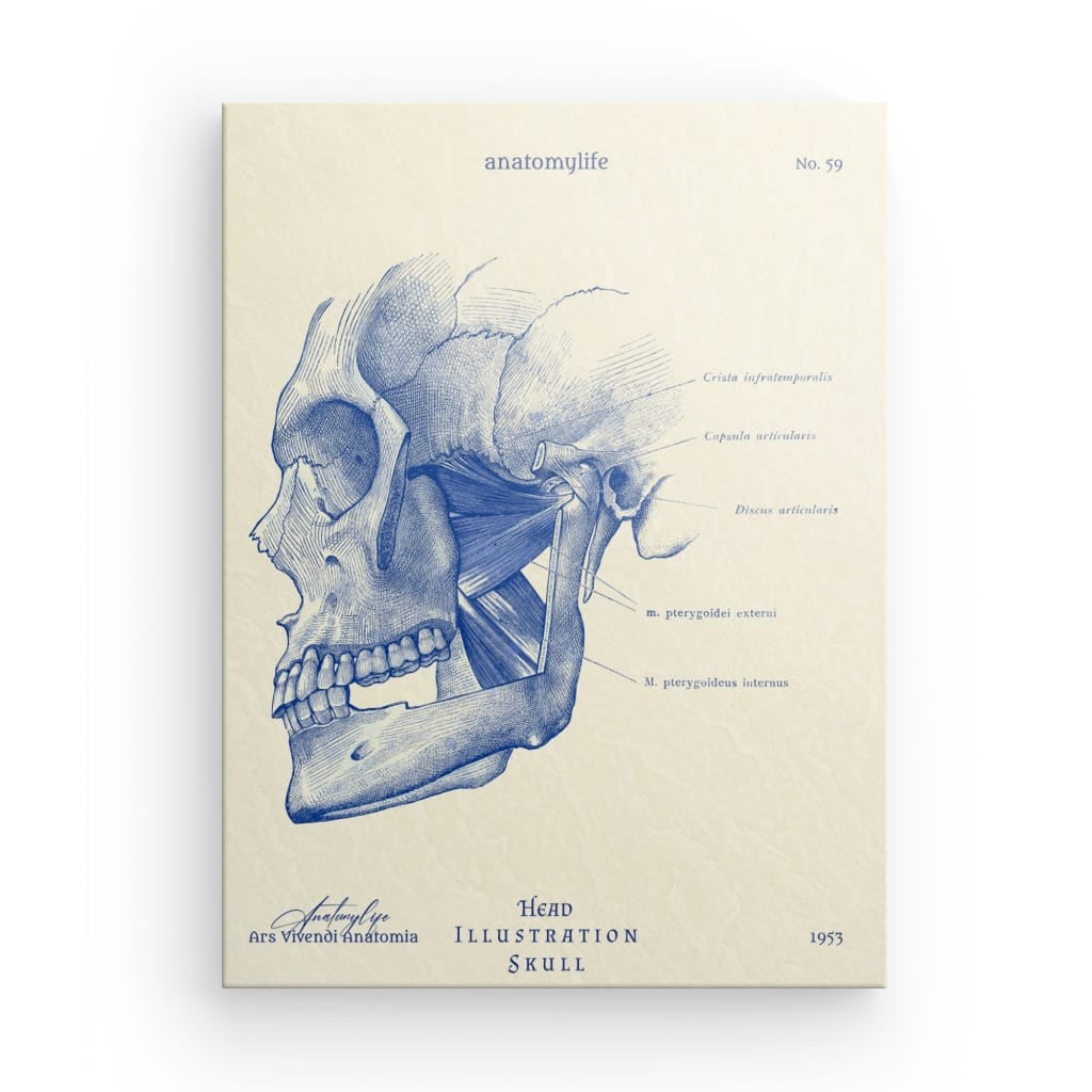 Kopf - Illustration Skull - Classic Style